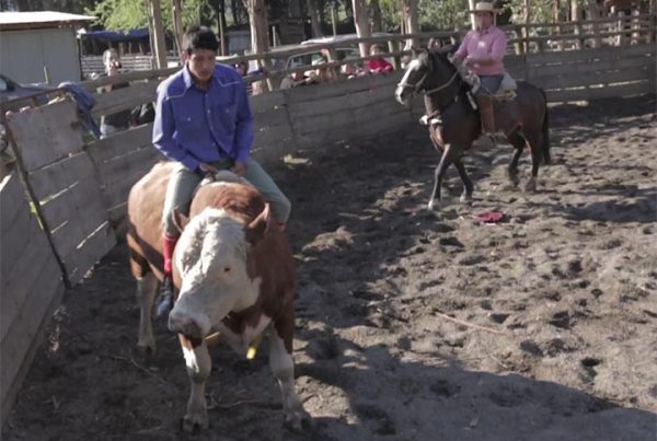 Domaduras - Rancho San Luis de Pelequén
